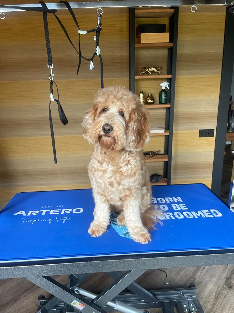 Australian Labradoodle trimbeurt Australian Labradoodle eindresultaat trimmen.