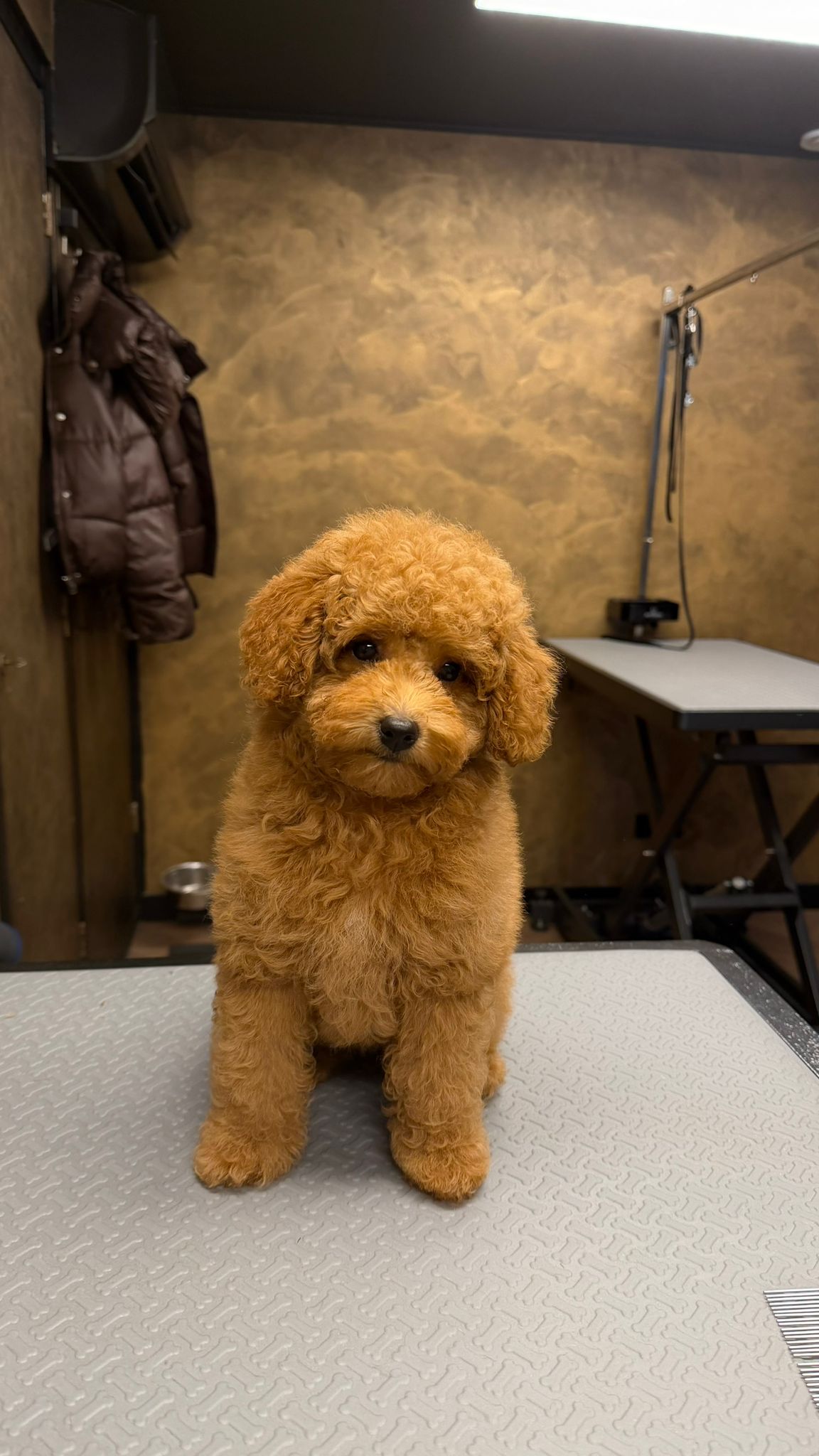 Toypoodle na trimbeurt