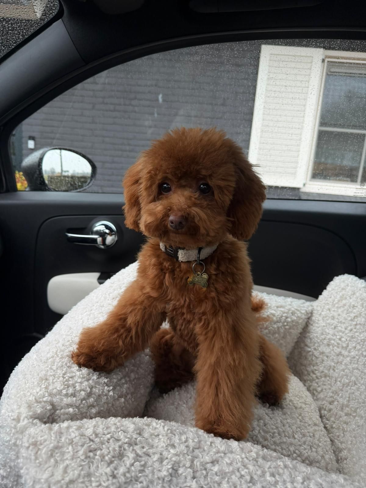 Toypoodle na trimbeurt