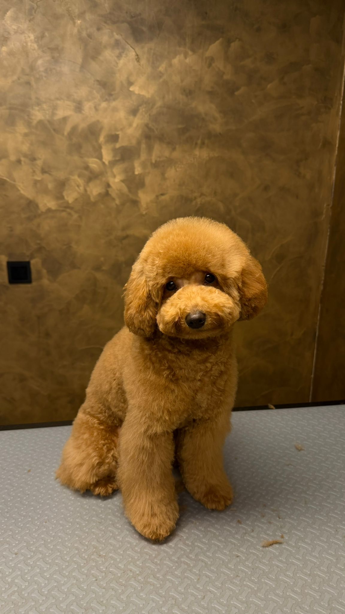 Toypoodle na trimbeurt