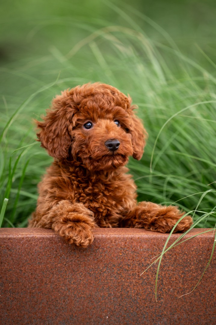 Beertje – donkerrode toypoodle