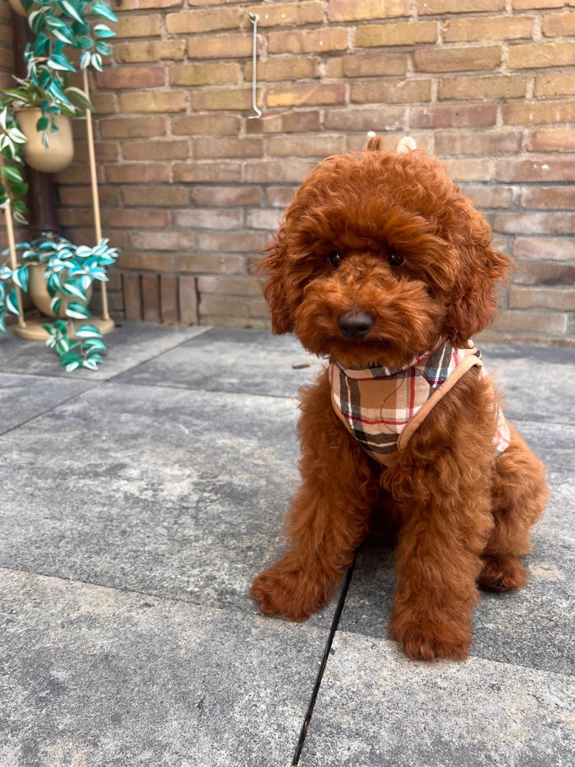 Beertje – donkerrode toypoodle