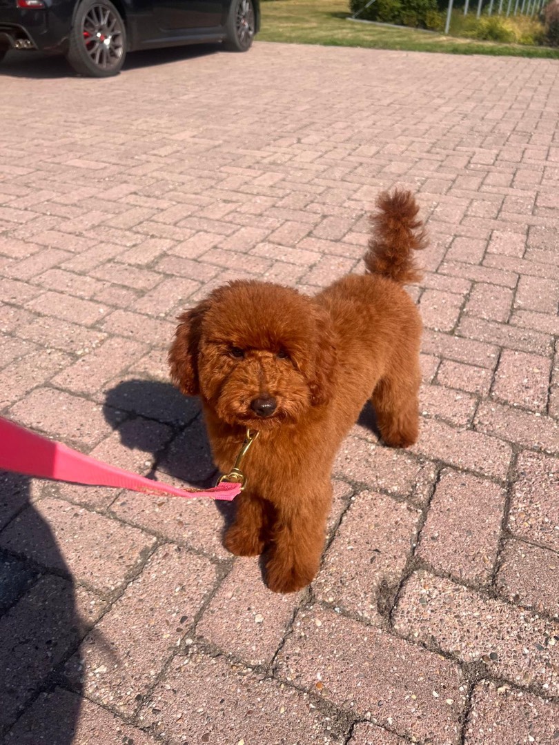 Beertje – donkerrode toypoodle