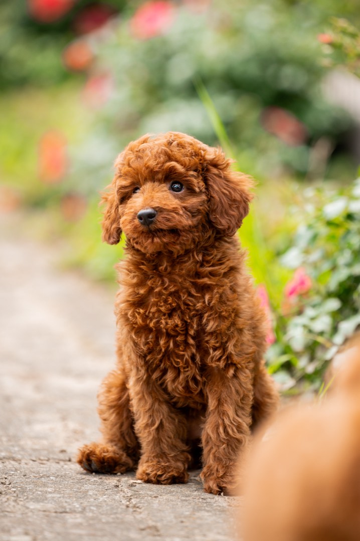 Beertje – donkerrode toypoodle
