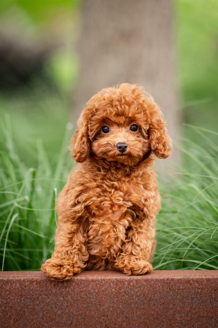 Bella – rode toypoodle