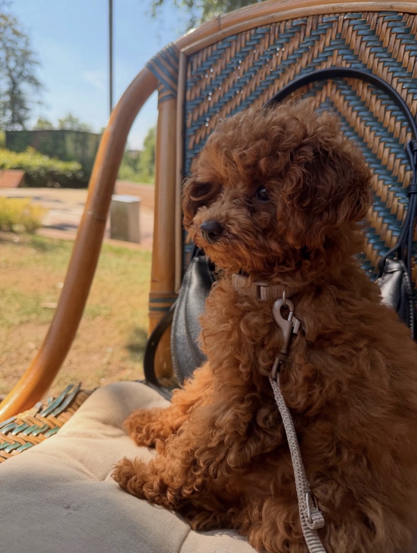 Bella – rode toypoodle